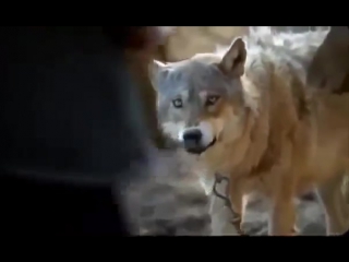 bright, strong action film, adventure vesyegonsk she-wolf. adventure, melodrama